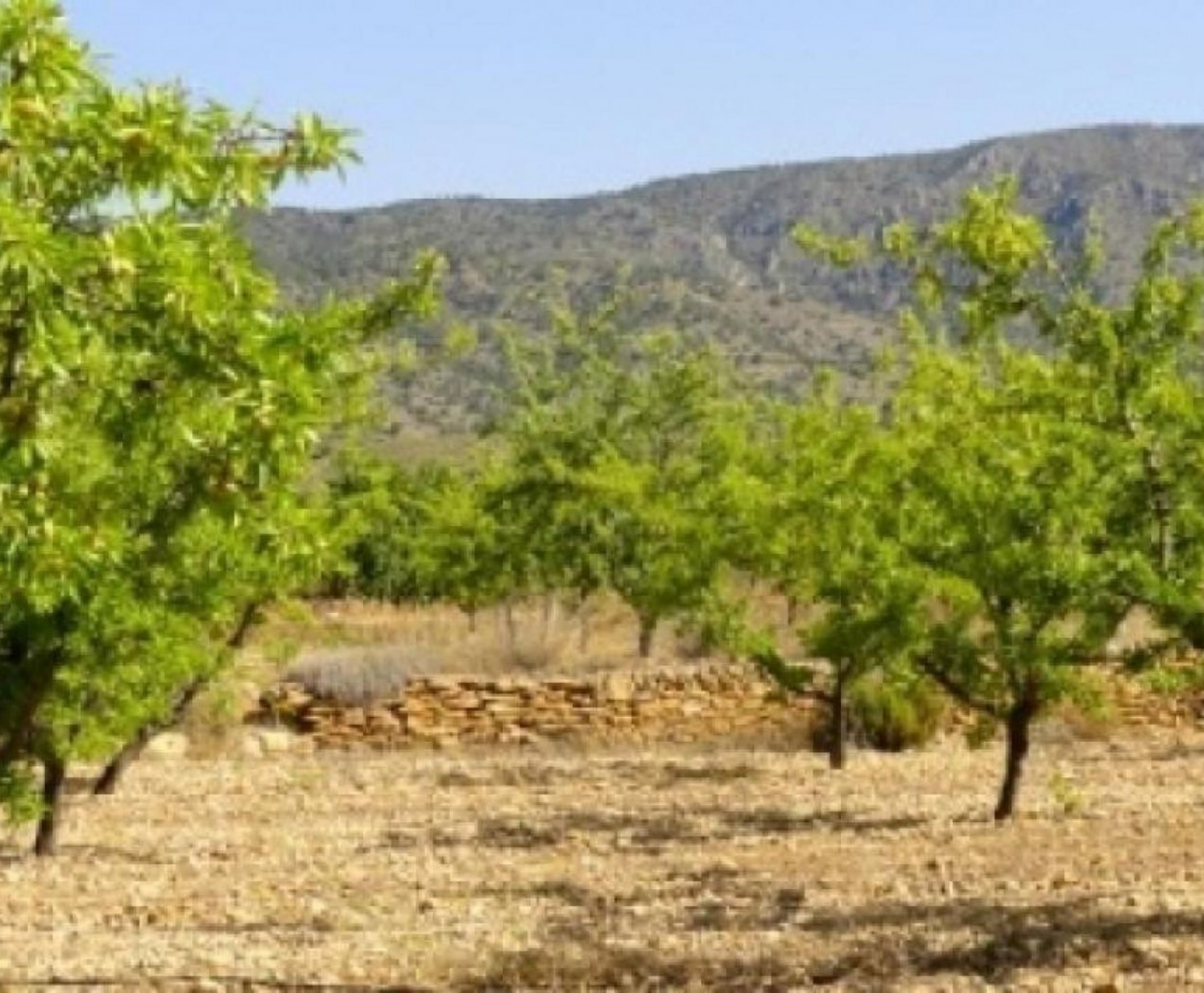 Nueva construcción  - Villa - Pinoso - Costa Blanca South - Inland