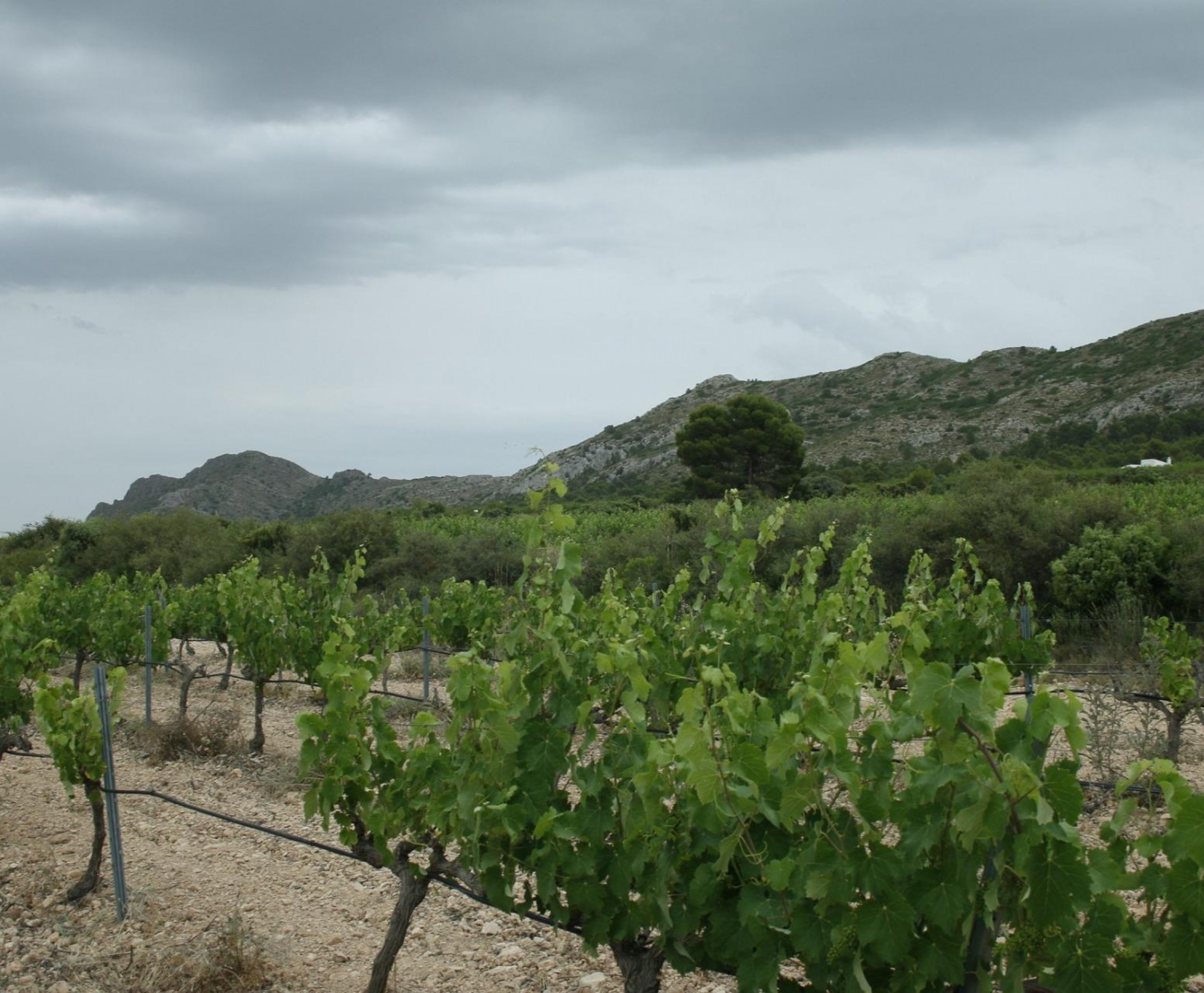 New Build - Villa - Yecla