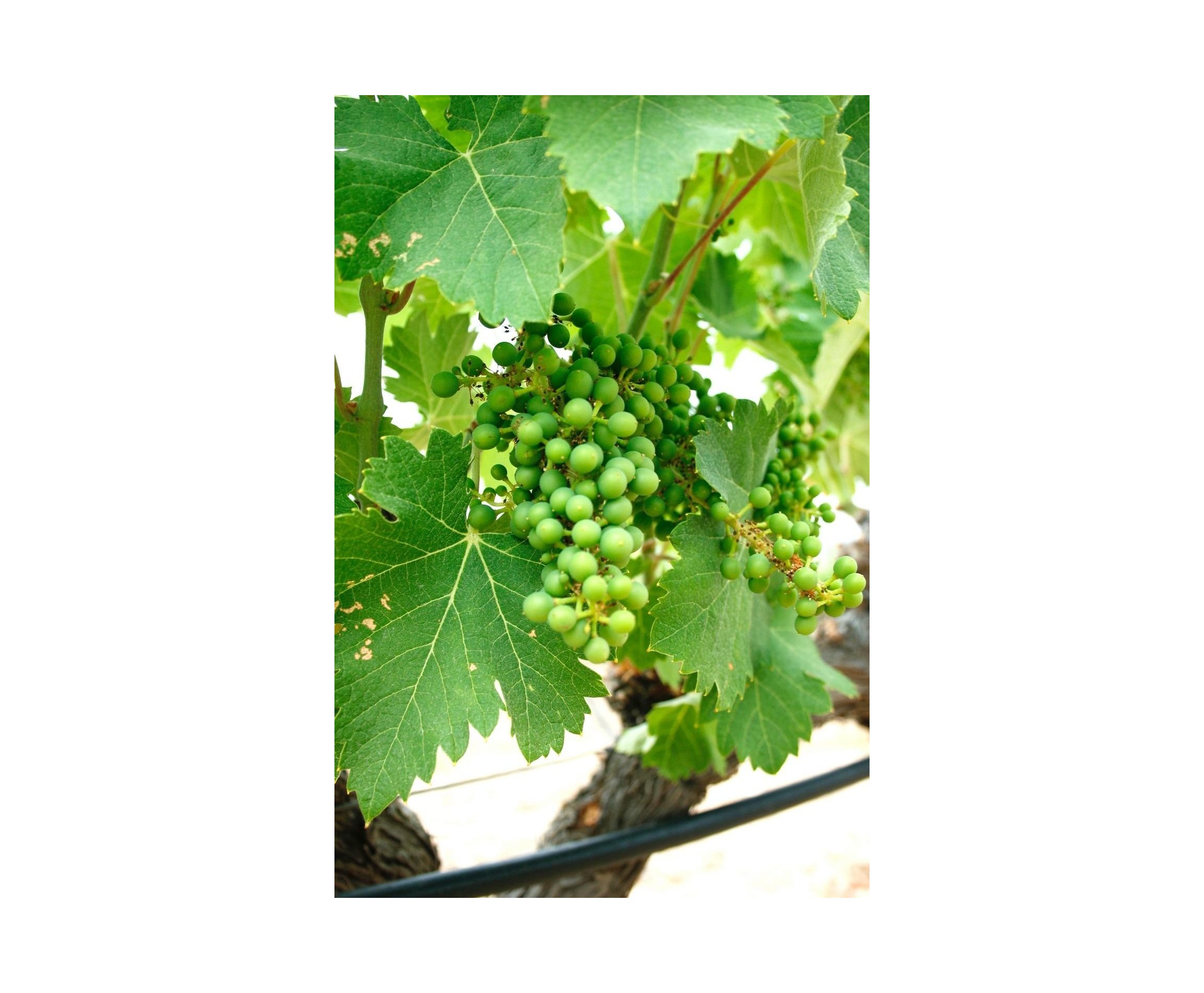 Nueva construcción  - Villa - Yecla