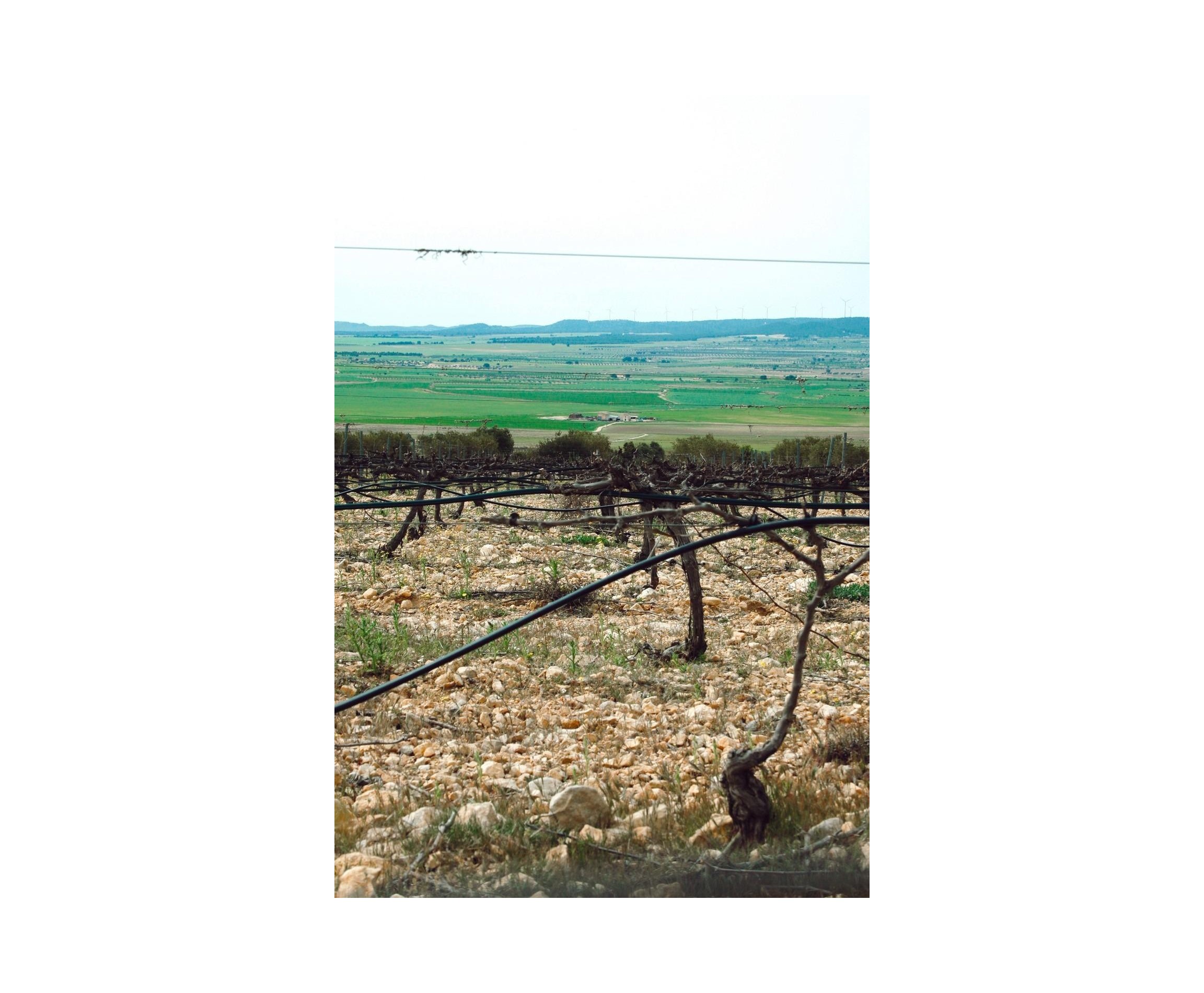 Nueva construcción  - Villa - Yecla