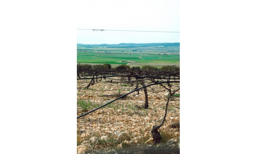 Nueva construcción  - Villa - Yecla