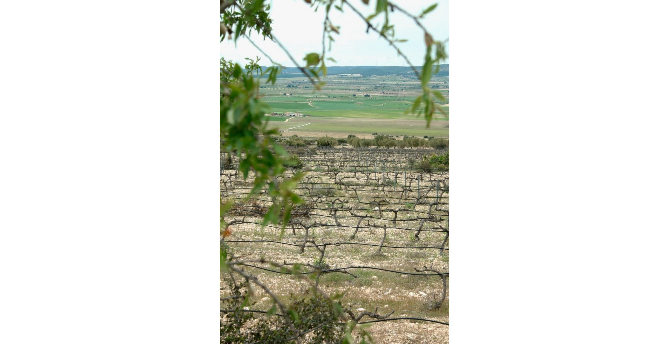 Nueva construcción  - Villa - Yecla