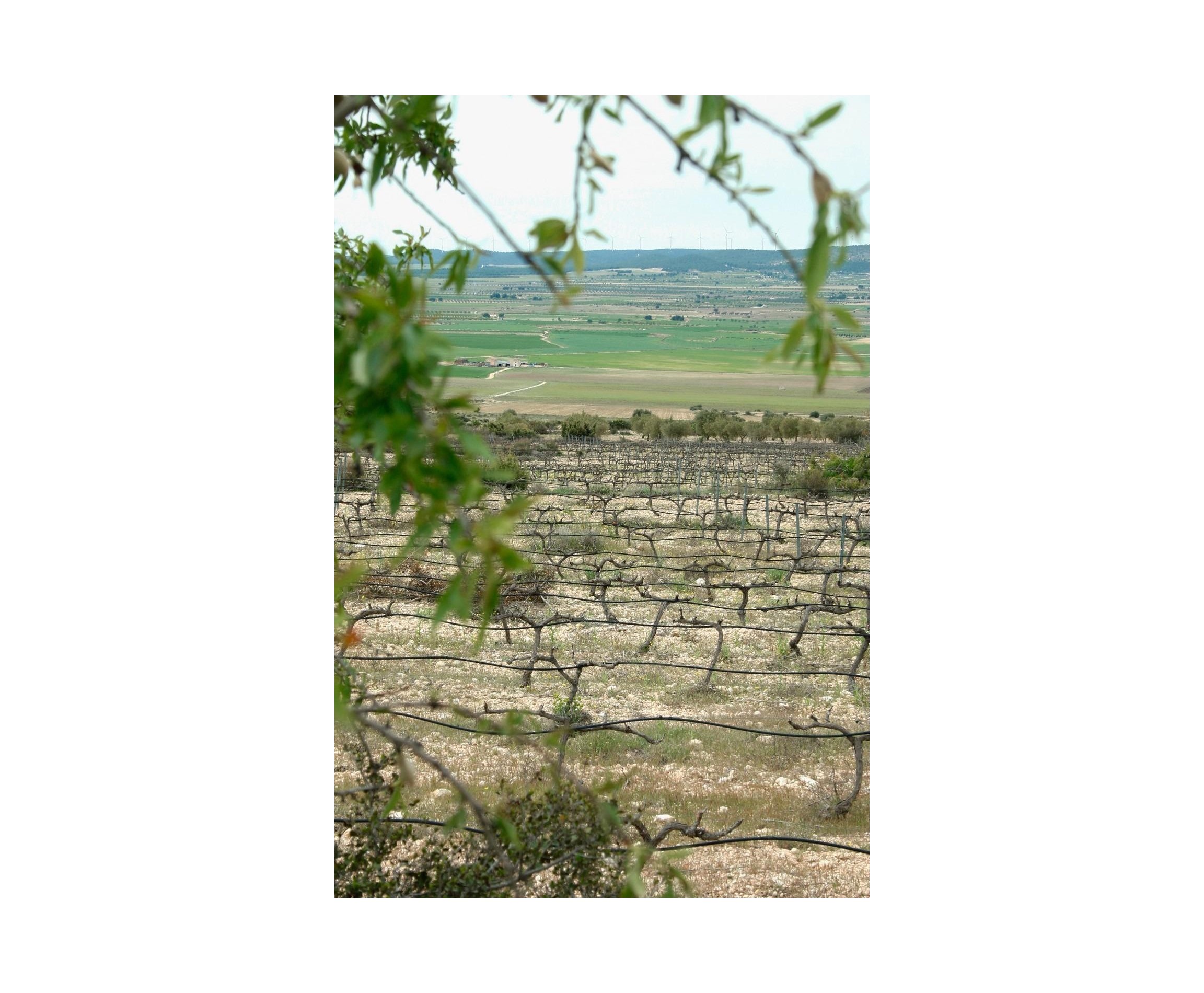 Nueva construcción  - Villa - Yecla