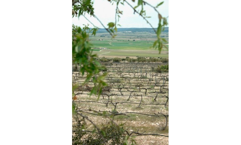 Nueva construcción  - Villa - Yecla