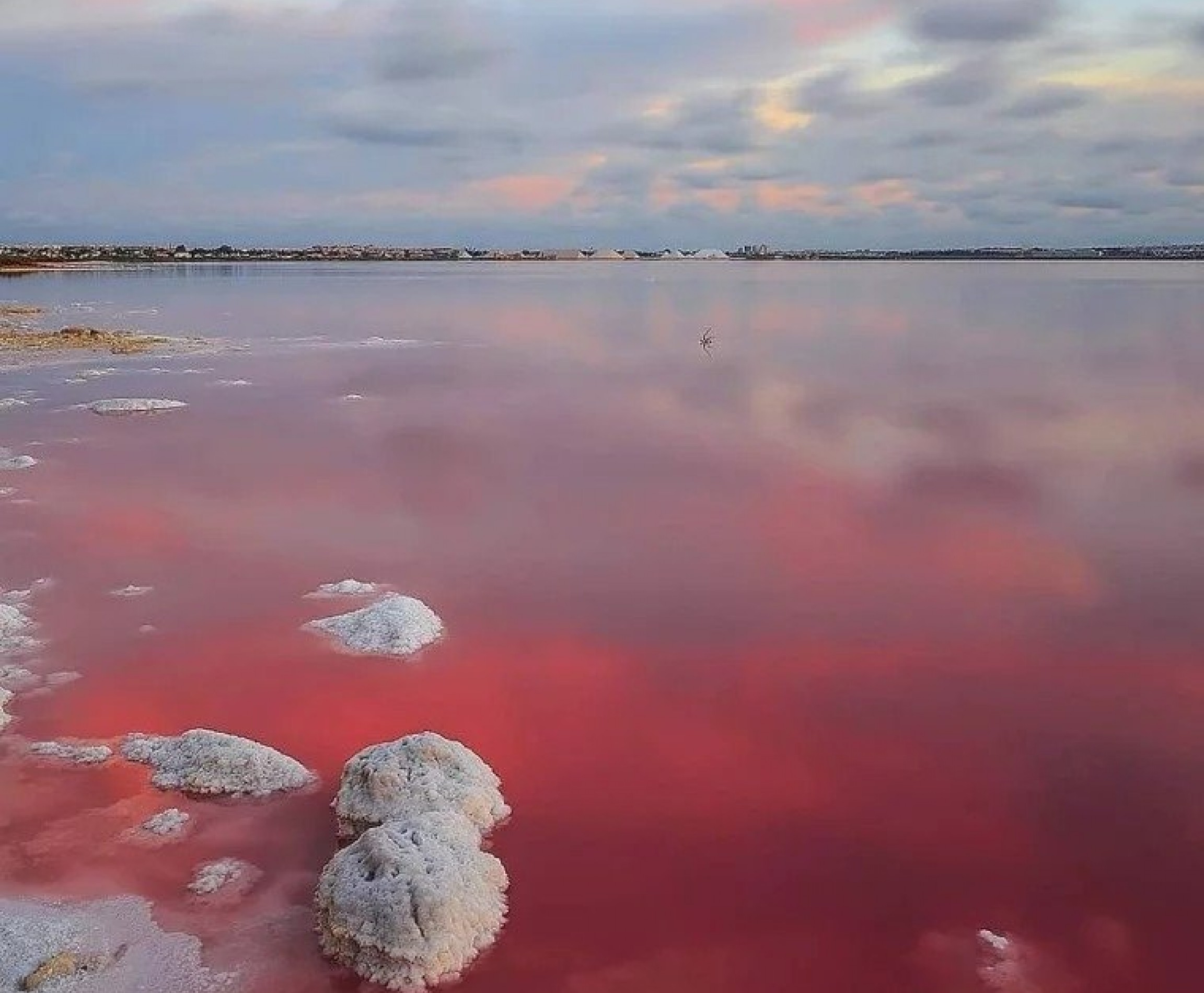 New Build - Bungalow - Torrevieja - Lago Jardín II