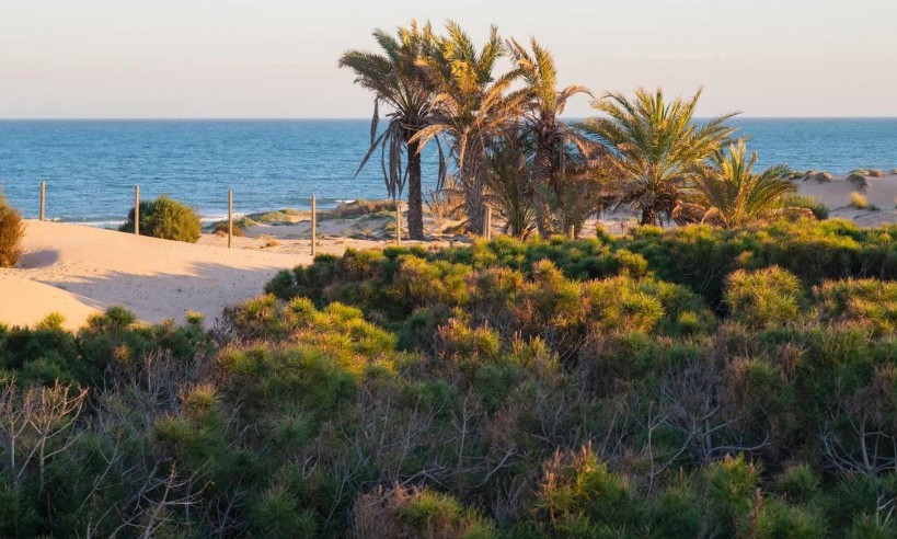 New Build - Apartment - Guardamar del Segura - Avda del Puerto